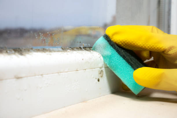 Best DIY Mold Remediation in Woodland Beach, MI